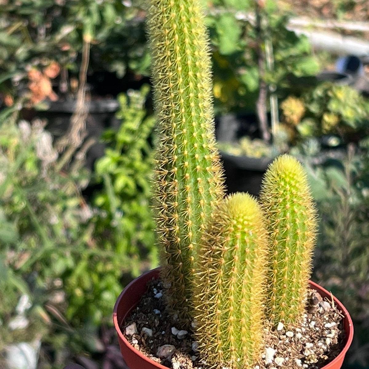 Cleistocactus winteri