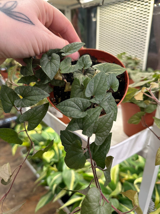 Piper 'Silver Fleck'