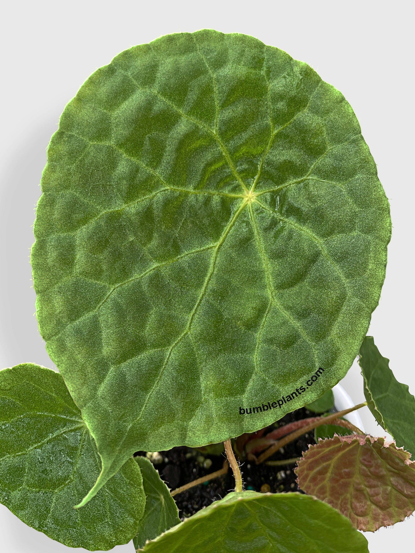 Begonia Natunaensis