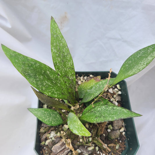 Hoya parviflora 'Splash'