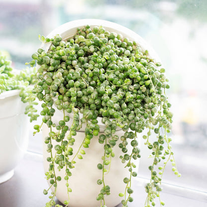Variegated String Of Pearls 4"