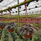 PILEA ‘Norfolk’ HB