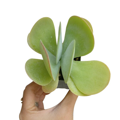 Kalanchoe Flapjacks 4"
