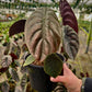 6" Alocasia Cuprea - Alocasia Red Secret