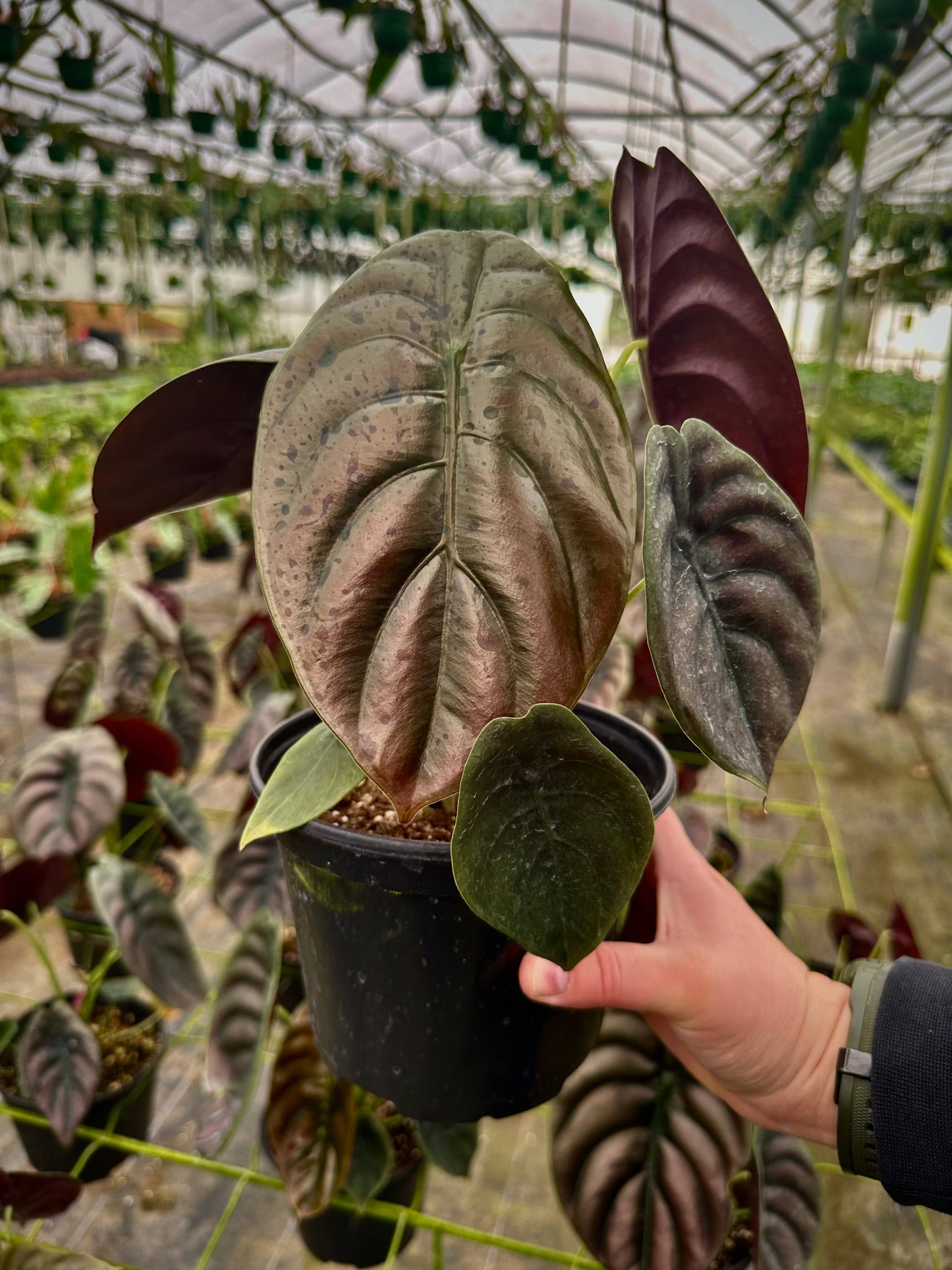 6" Alocasia Cuprea - Alocasia Red Secret