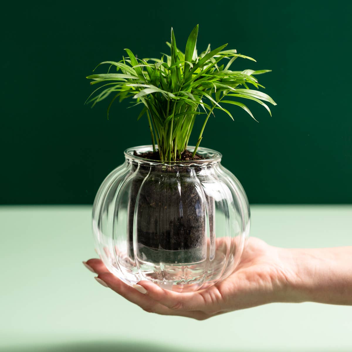 Medium Ribbed Self-watering Planter: Clear