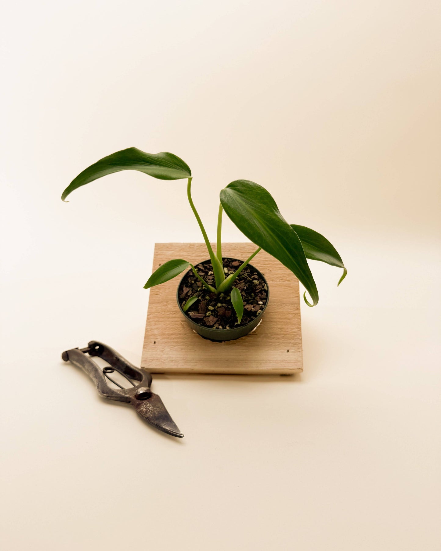 3.5" Monstera 'Burle Marx Flame'