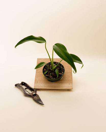 4" Monstera 'Burle Marx Flame'