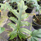 ALOCASIA Brancifolia 6"