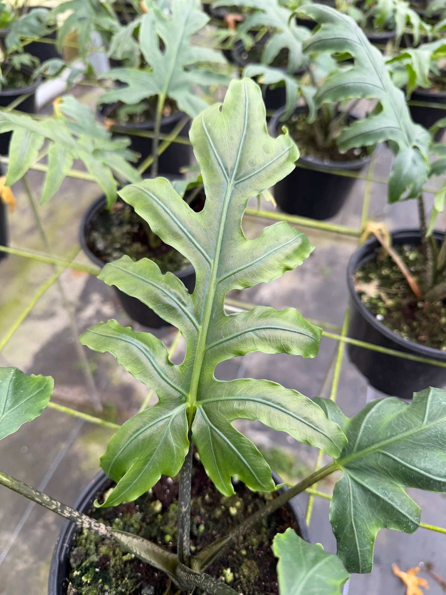 ALOCASIA Brancifolia 6"