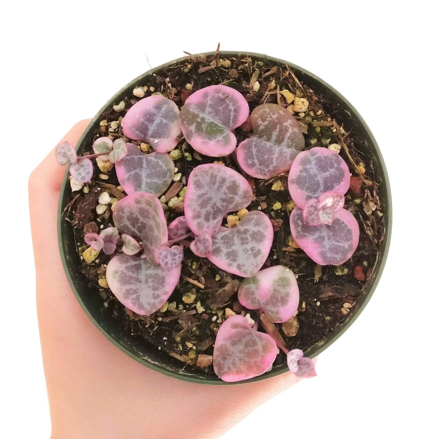 Variegated String of Hearts 4"