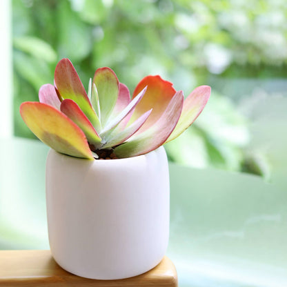 Kalanchoe Flapjacks 4"