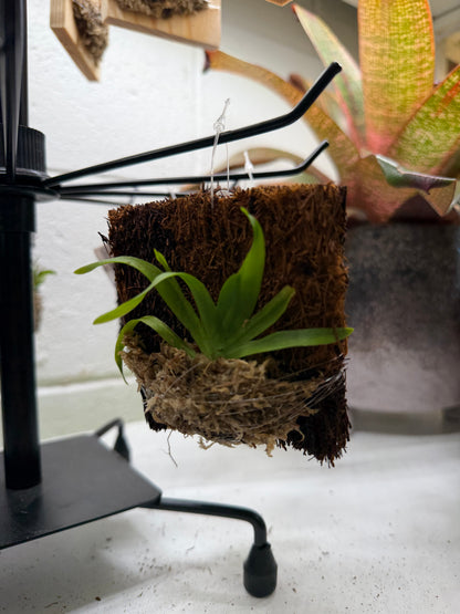 Mini Orchid Spotlight: Schoenorchis & Psygmorchis, Aug 15