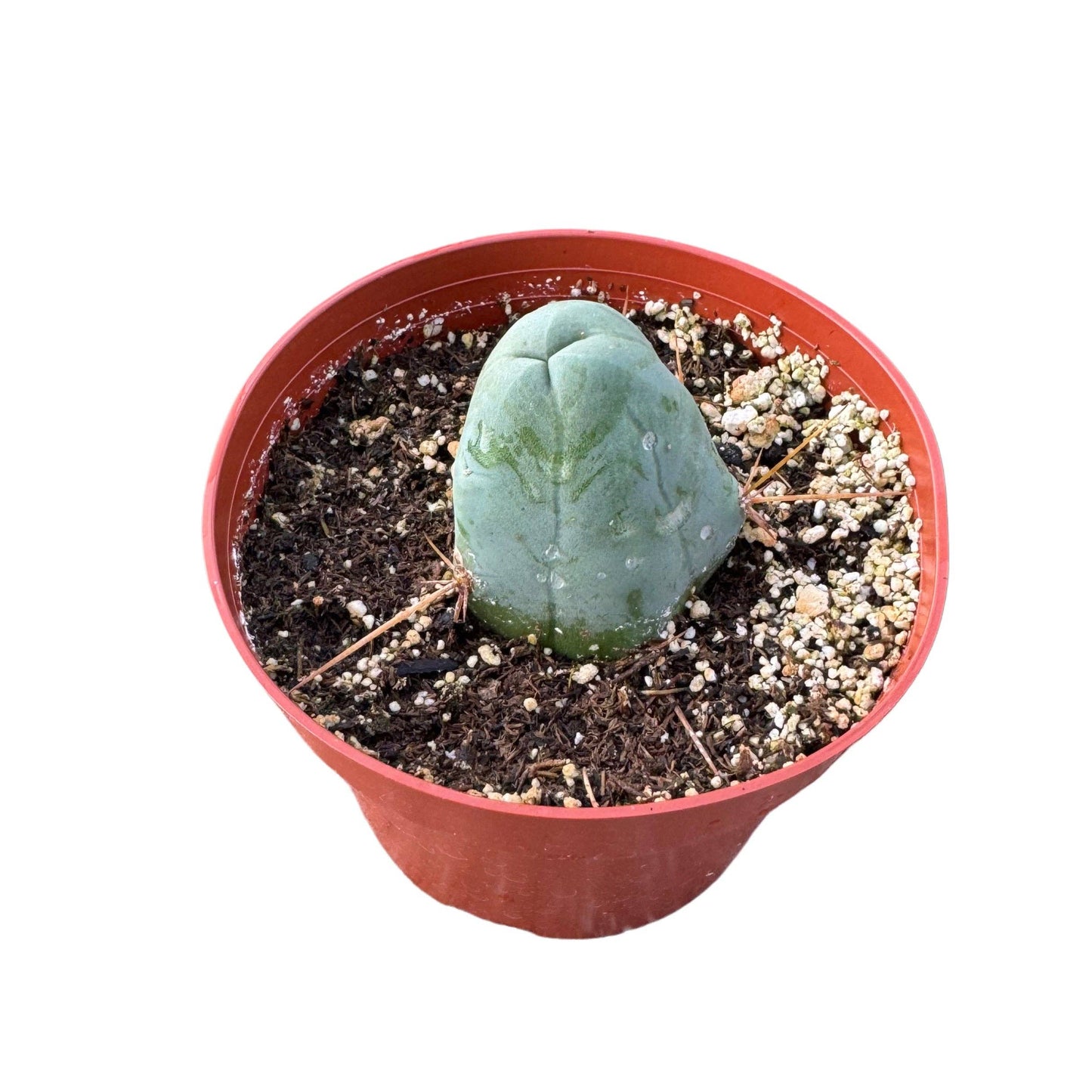 Trichocereus bridgesii monstrose