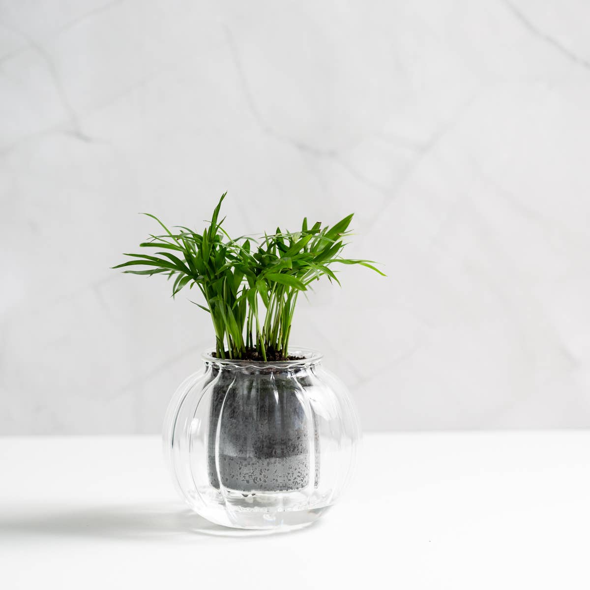 Medium Ribbed Self-watering Planter: Clear