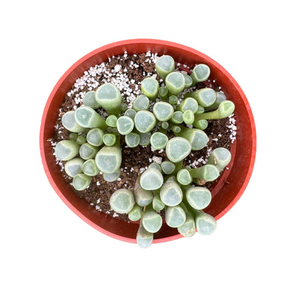 Fenestraria aurantiaca