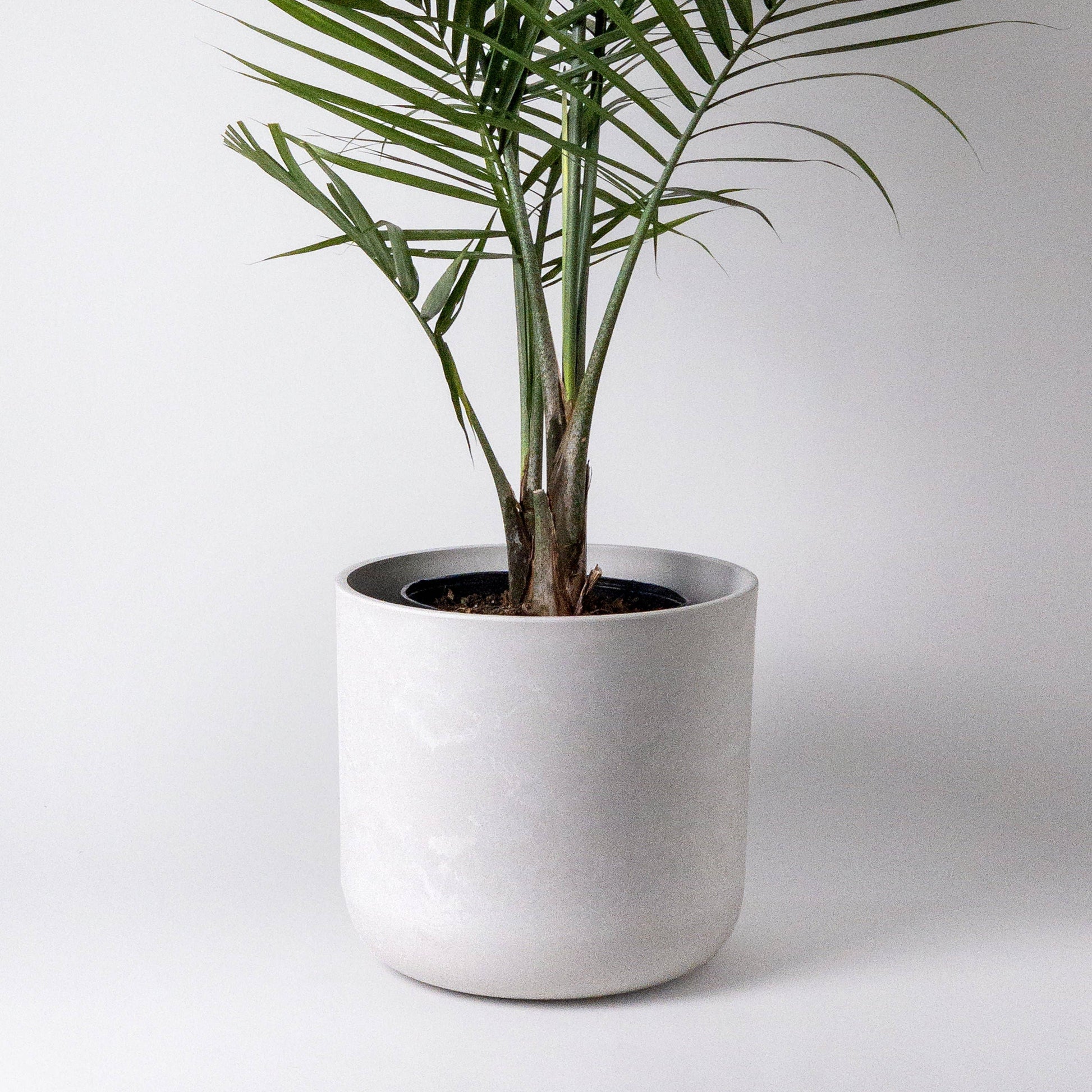 concrete plant saucer Signature Stone Planter & Saucer – Botanica
