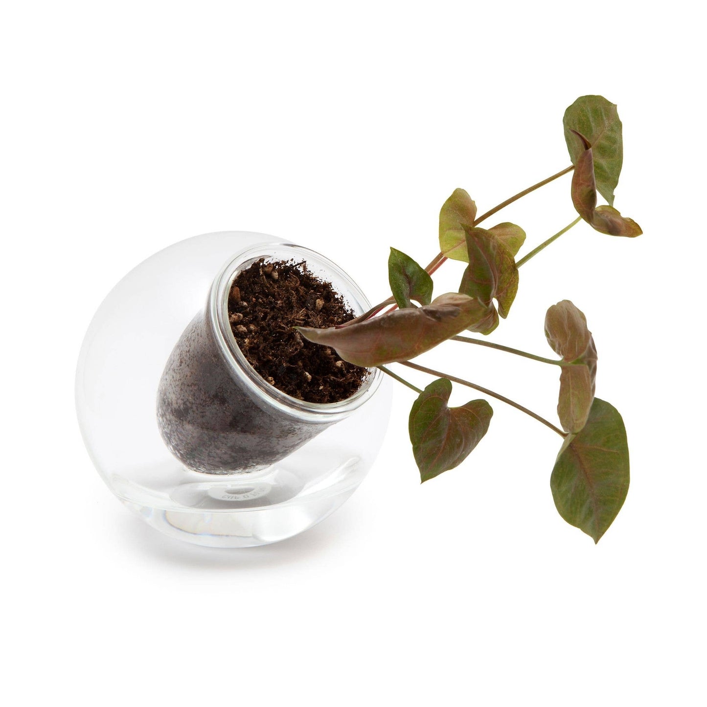 Medium Tilt Self-watering Planter: Clear