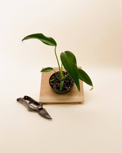 4" Monstera 'Burle Marx Flame'