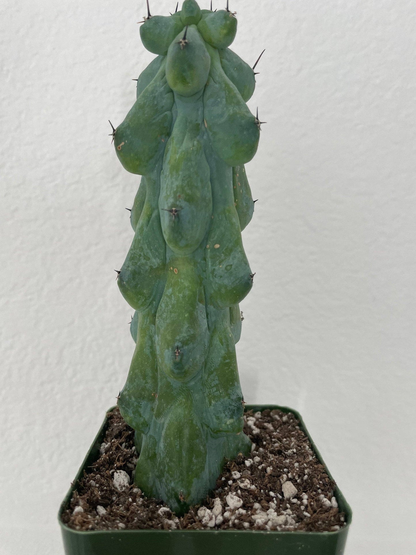 Myrtillocactus Geometrizans (Boobie)