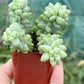 Sedum morganianum Burrito 2"