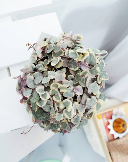 Variegated String of Hearts 4"