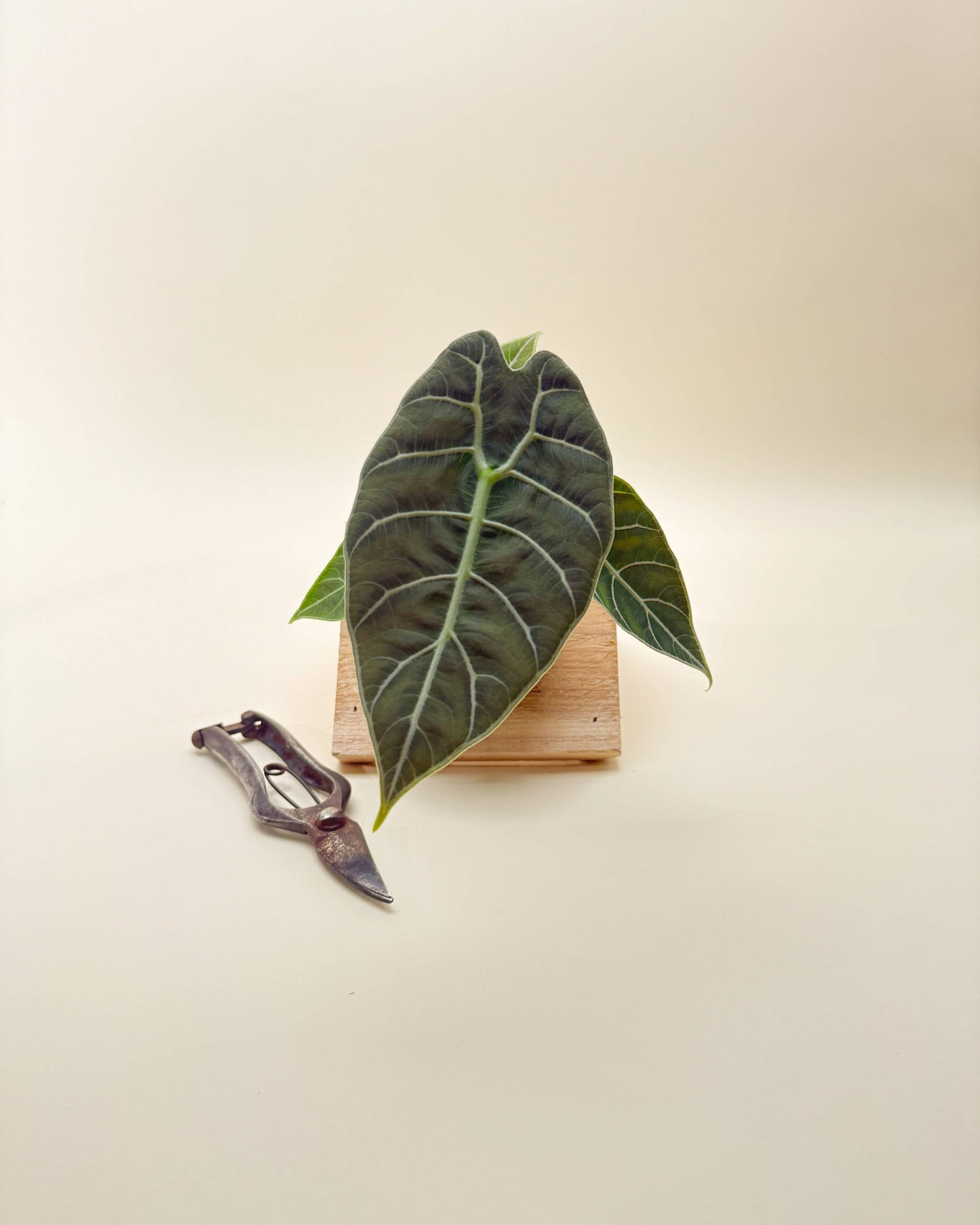 4" Alocasia 'Watsoniana'