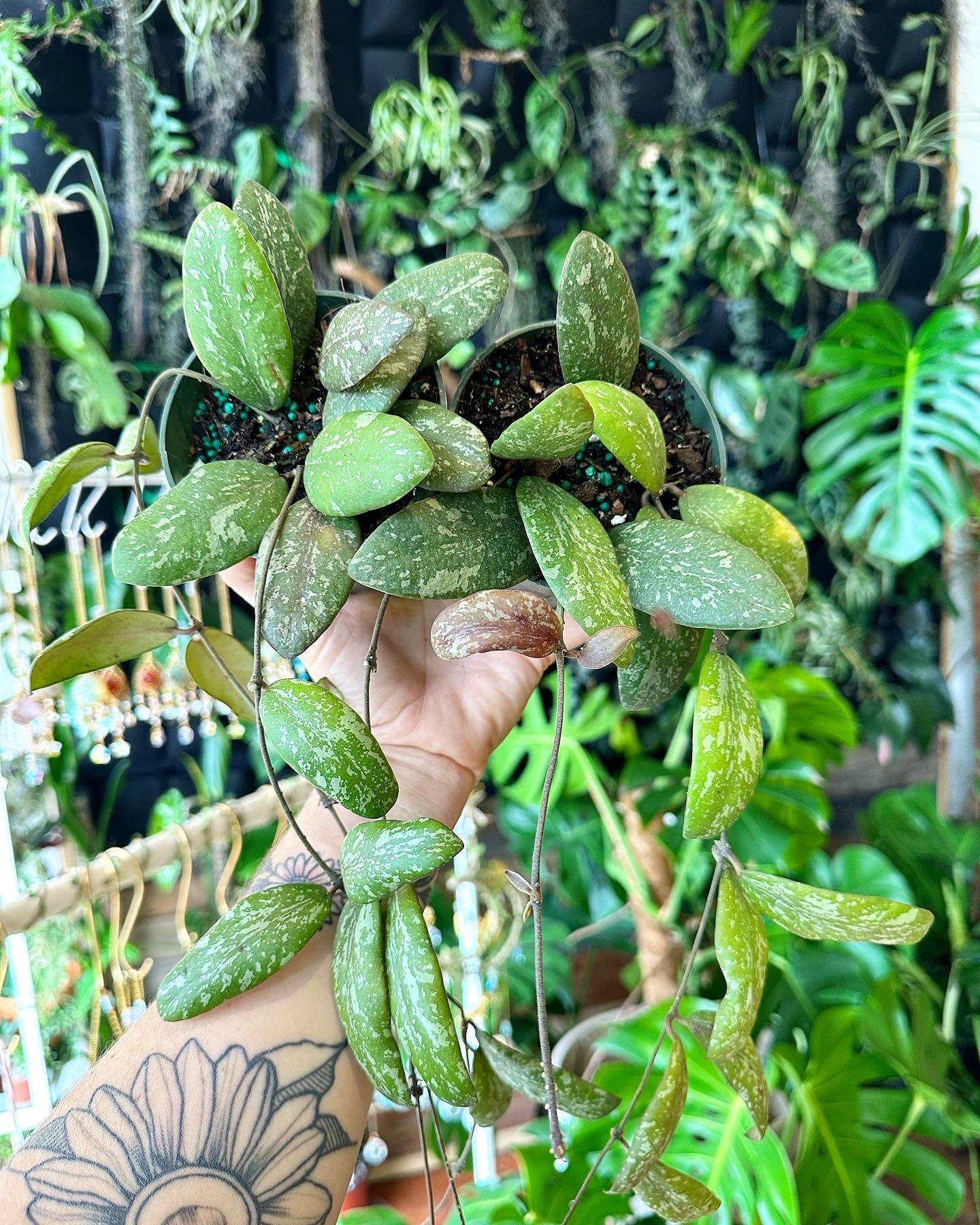 Hoya sigillatis round leaf 4"