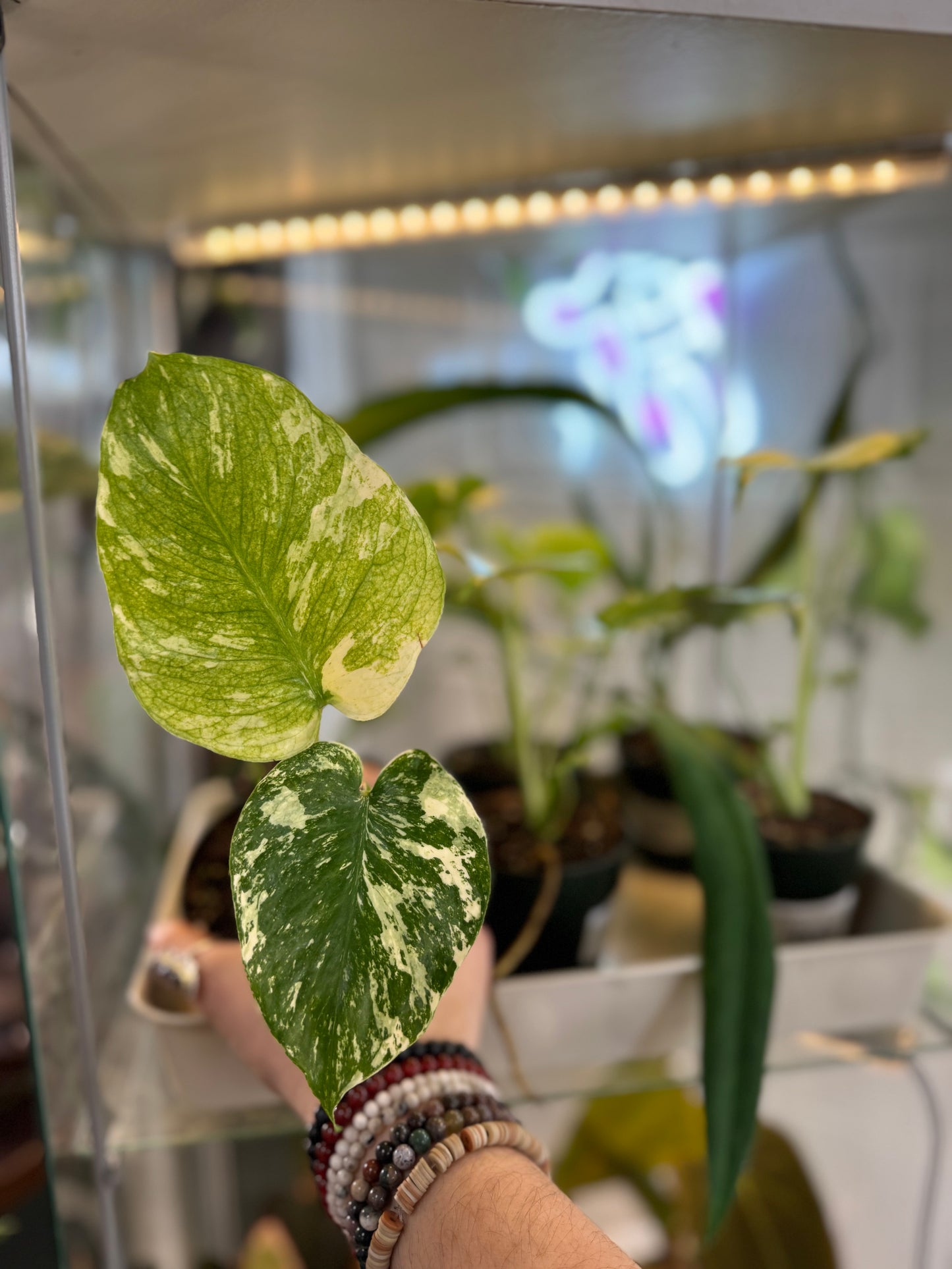 3.5" Monstera 'Mint'