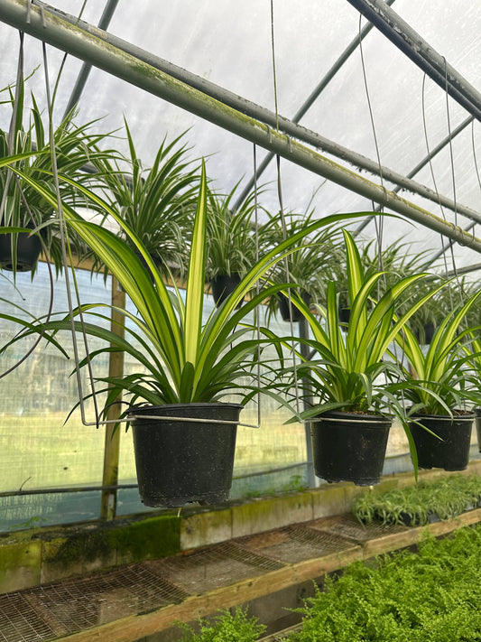 6" Hawaiian Chlorophytum Comosum