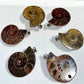 Ammonite Pendant Healing Crystal Energy