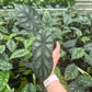 Alocasia 'Dragon Scale'