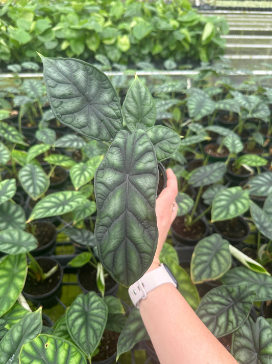 Alocasia 'Dragon Scale'