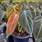 Philodendron Melanochrysum
