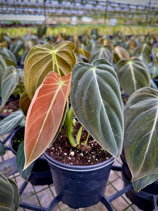 Philodendron Melanochrysum