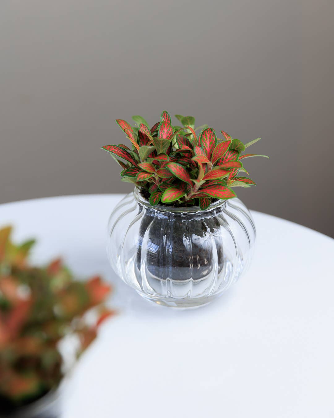 Small Ribbed Self-watering Planter