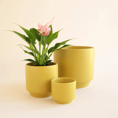 Parker Pot