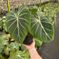 Philodendron Gloriosum