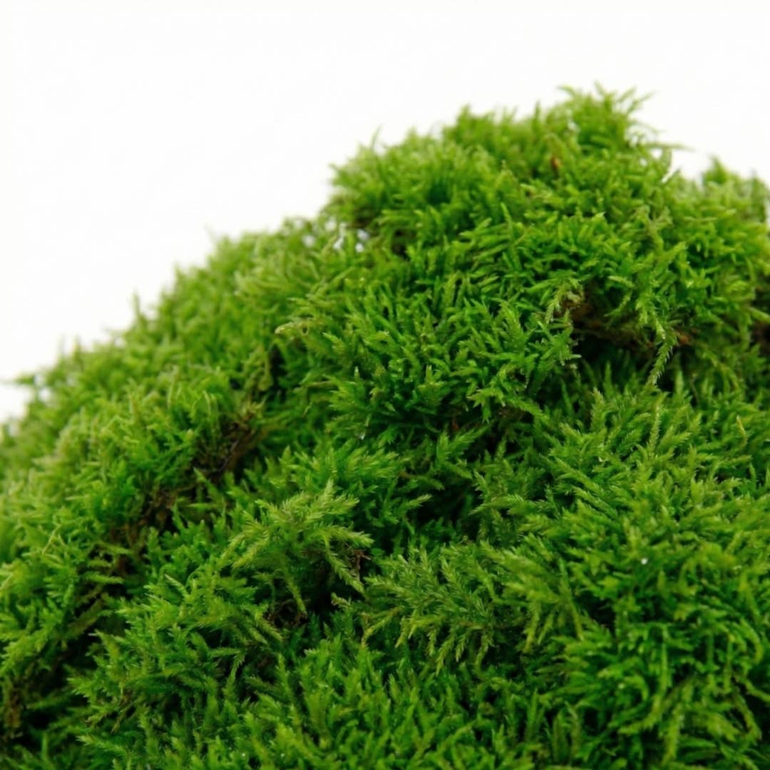 Live Moss for Terrariums