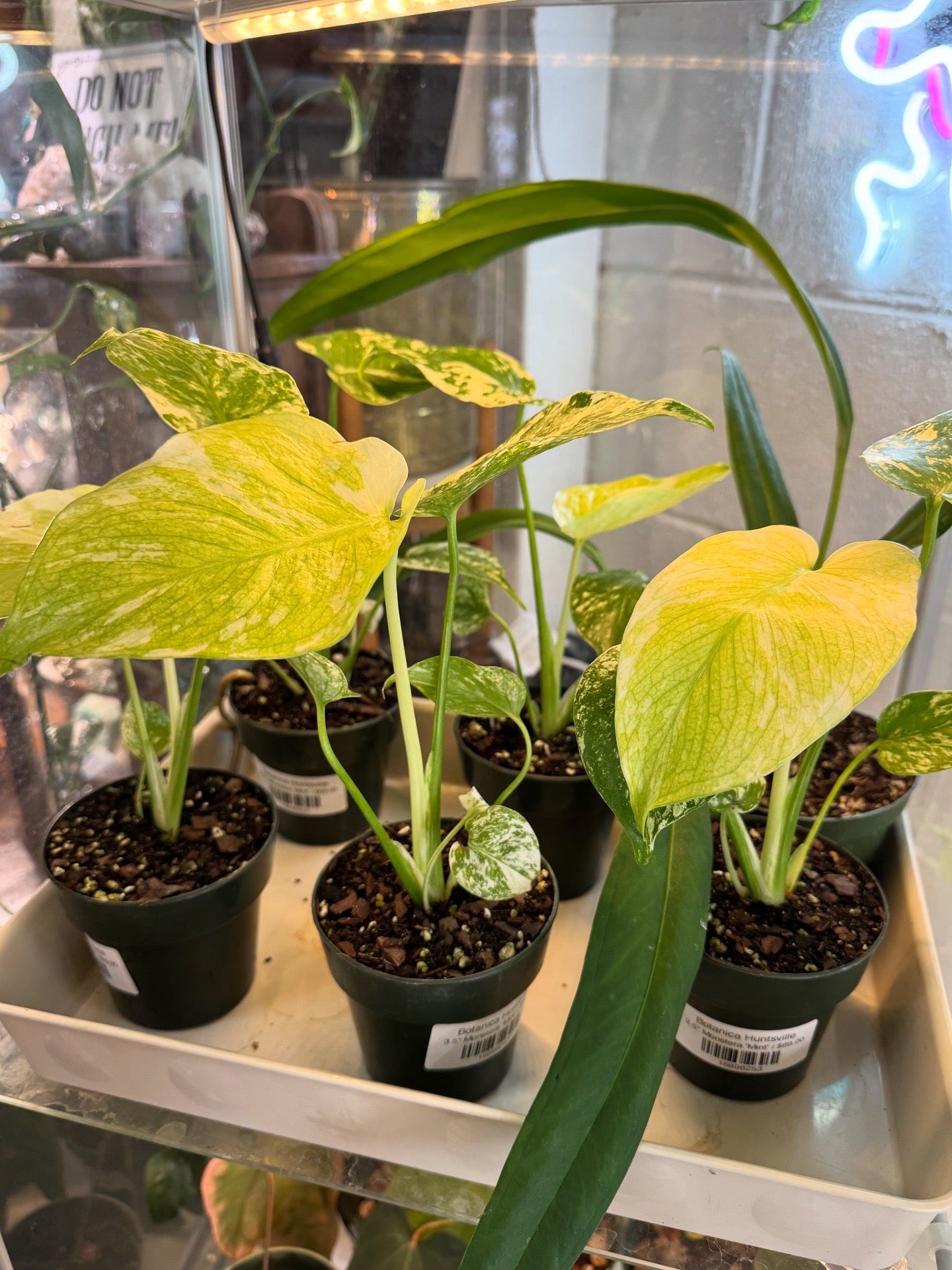 3.5" Monstera 'Mint'