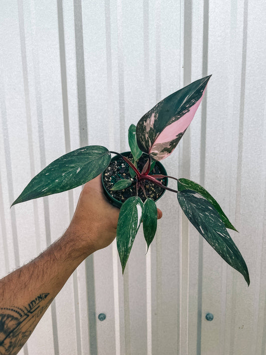 2-4" Philodendron Pink Princess 'Marble'