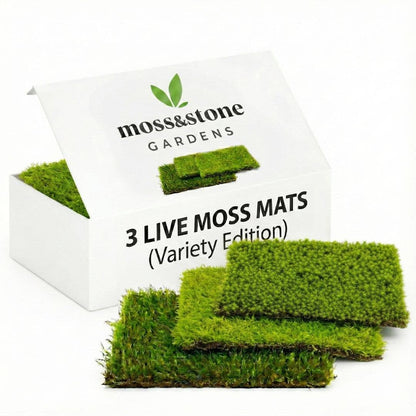 Live Moss for Terrariums