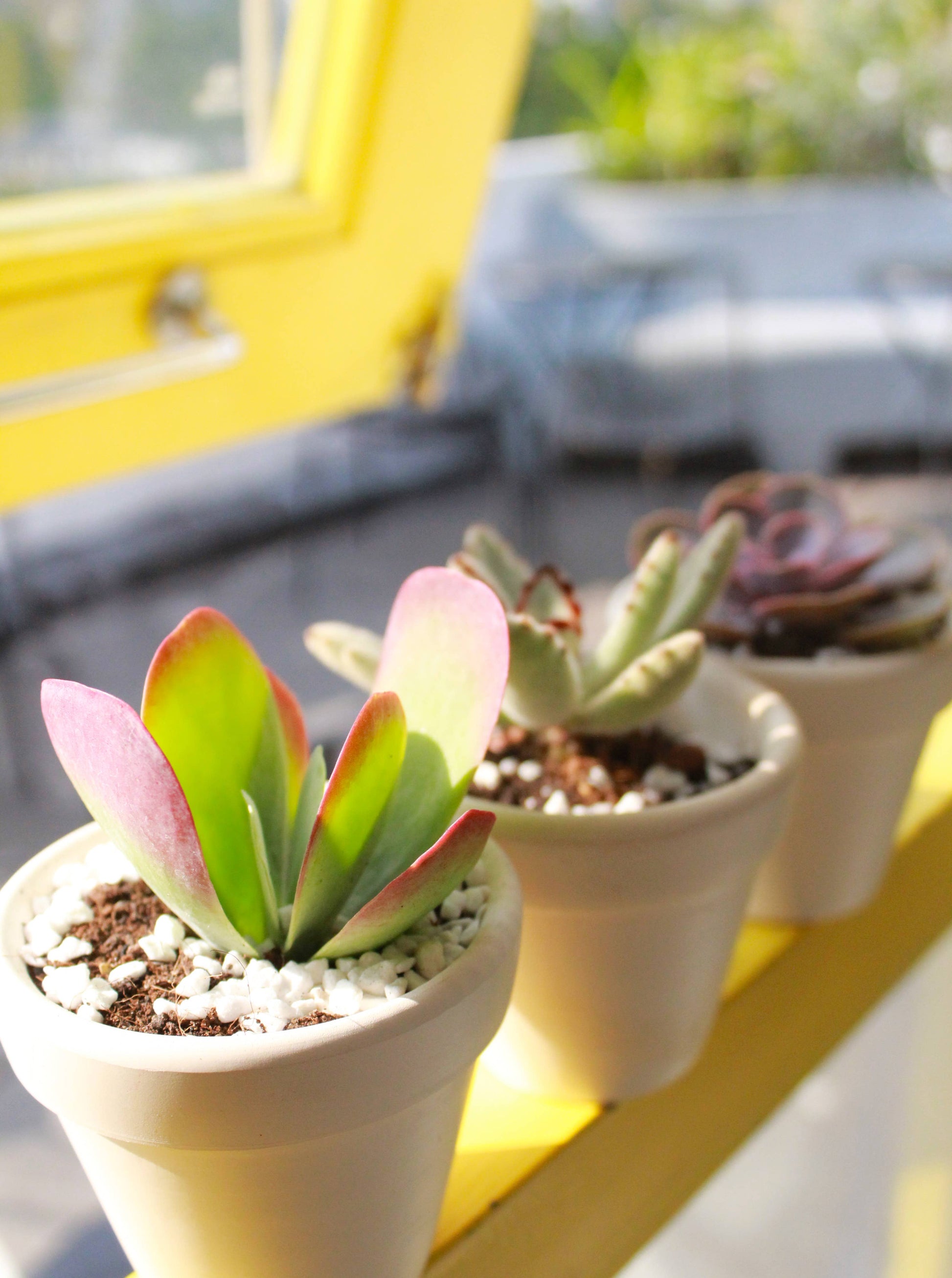 flapjack plant indoor Kalanchoe Flapjacks Succulent
