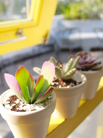 Kalanchoe Flapjacks 4"