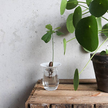 Porcelain Germination & Propagation Plate