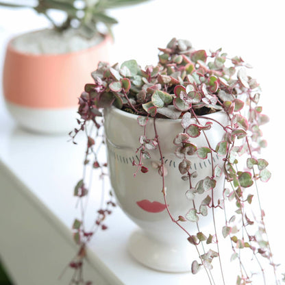 Variegated String of Hearts 4"