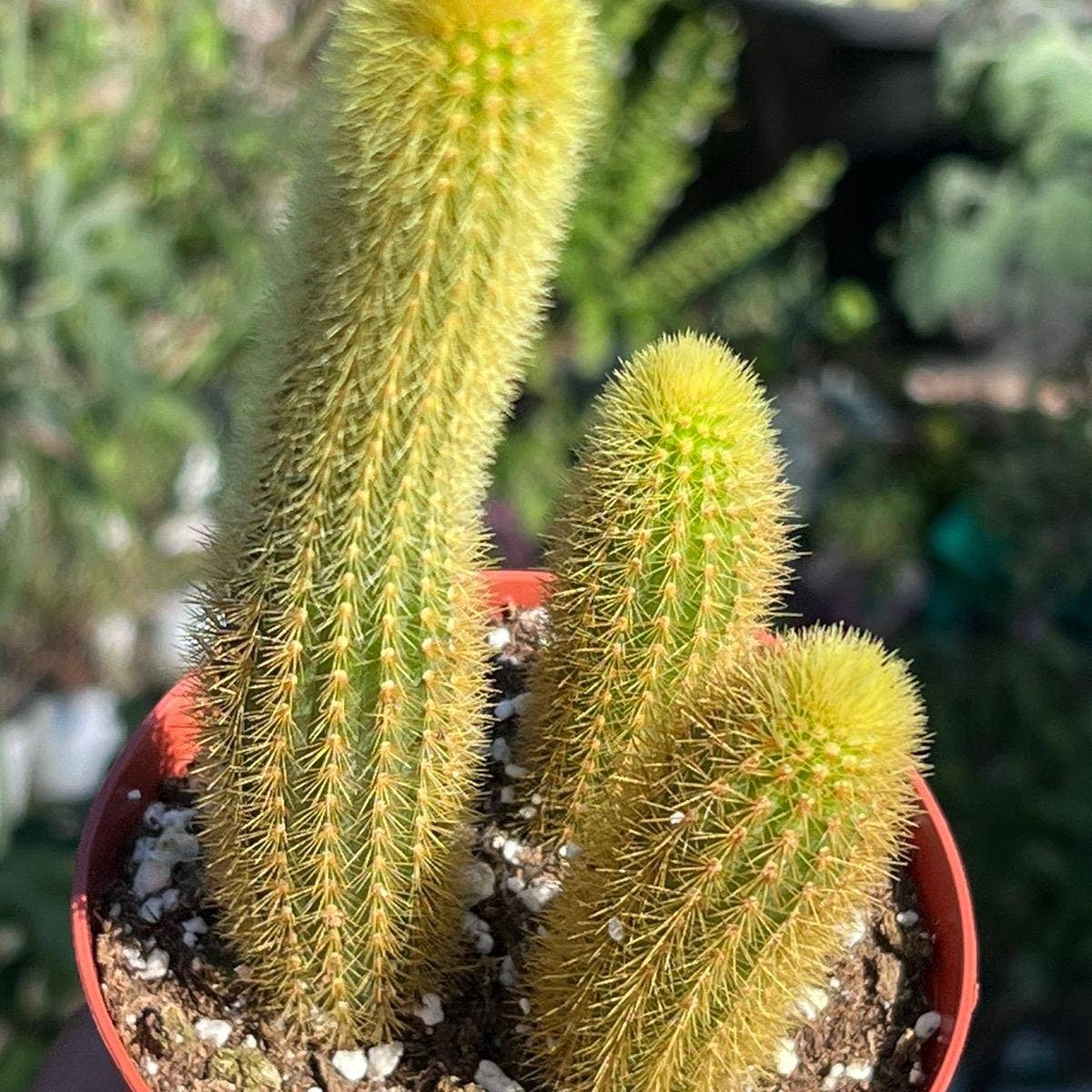 Cleistocactus winteri