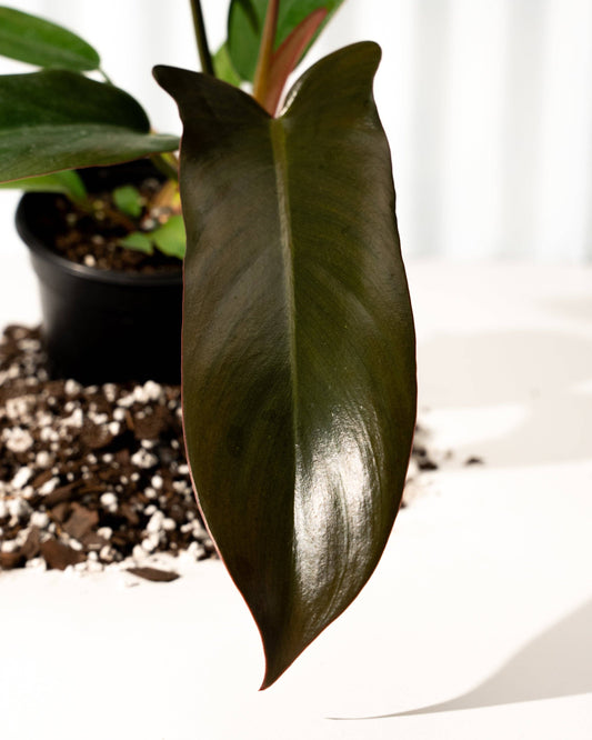 4" Philodendron 'Florida Bronze'