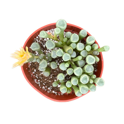Fenestraria aurantiaca