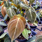 Philodendron Melanochrysum